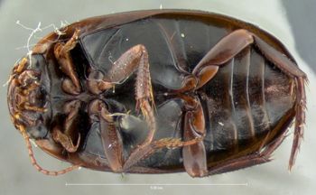 Media type: image;   Entomology 6067 Aspect: habitus ventral view